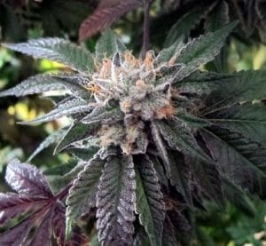 BC Shiatsu Kush