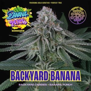 Backyard Banana cannabis seeds – 50% Indica/50% Sativa – High Yielding – Regular – image 1 from Seed City
