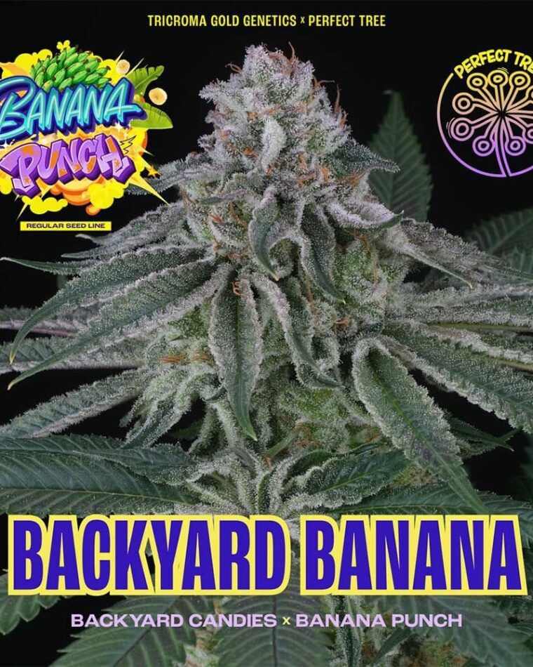 Backyard Banana cannabis seeds – 50% Indica/50% Sativa – High Yielding – Regular – image 1 from Seed City
