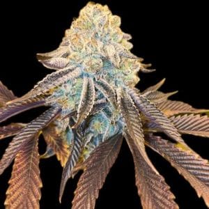 Image 1 of Bad Girlz cannabis by Dank Genetics – 12/12 Photoperiod – Regular – Fuel – Seed City