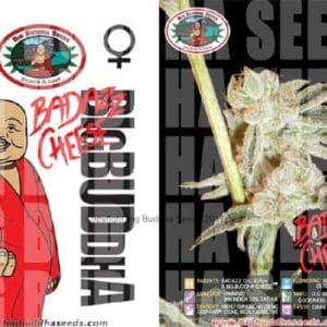 Badazz Cheese cannabis seeds – Outdoor cultivation – The End of October – Happy – image 1 from Seed City