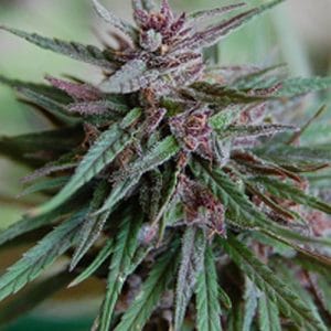 Image 1 of Bahia Blackhead cannabis by KC Brains – Short (up to 80cm) – Regular – Earthy – Seed City