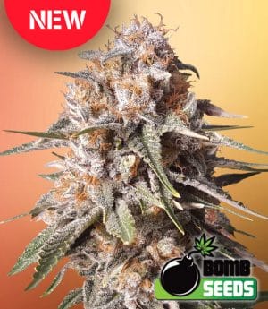 Baked Bomb Auto