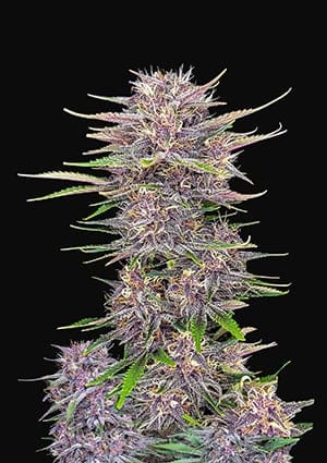 Banana Purple Punch Auto from FastBuds