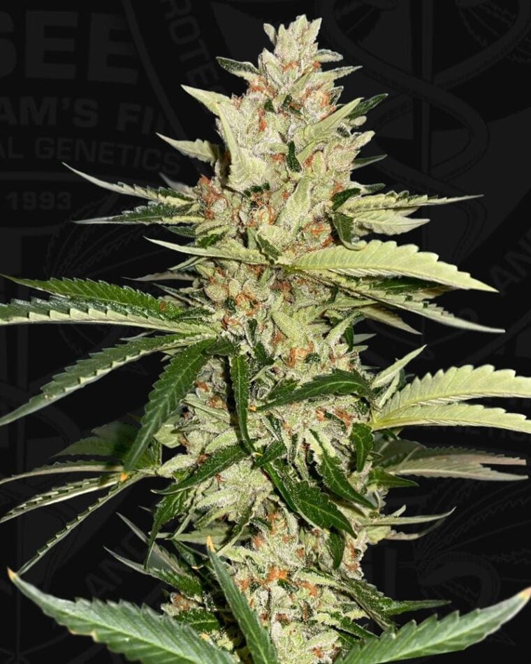 Banana Candy Krush da TH Seeds