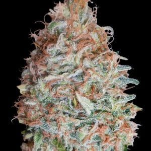 Banana Cookies cannabis seeds – Guaranteed female plants – Beginning of September – Indoor – image 1 from Seed City
