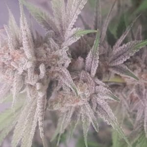 Banana Dance by Freedom of Seeds – High CBD – Motivational – Resistant to Mould – image 1 – Seed City