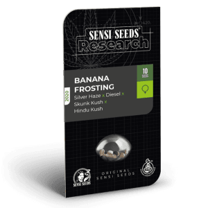 Image 1 of Banana Frosting cannabis by Sensi Research Seeds – Citrus – Feminized – Uplifting – Seed City