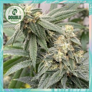 Banana Glue