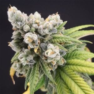 Banana Gushers