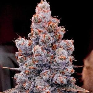 Banana Jealousy RF3 Auto cannabis – image 1 – Seed City