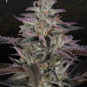 Image 1 of Banana Krumble cannabis by Green House Seeds – Body Stone – Feminized – The End of September – Seed City
