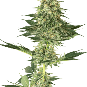 Banana Kush by White Label Seeds – High Yielding – Indoor-friendly – Social – image 1 – Seed City
