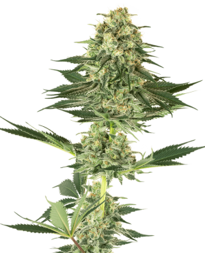 Banana Kush