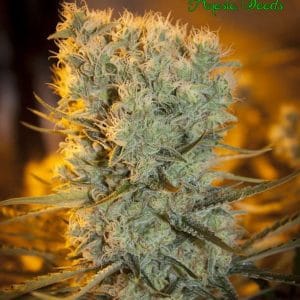 Banana Kush Auto cannabis seeds – Female seeds – Suited for indoor growing – Social – image 1 from Seed City
