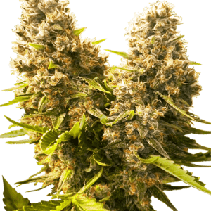 Banana Kush Cake Automatic cannabis seeds – Skunky – 12/12 Photoperiod – Good for outdoor grow – image 1 from Seed City
