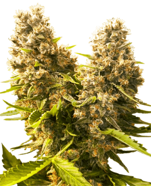 Banana Kush Cake Automatic