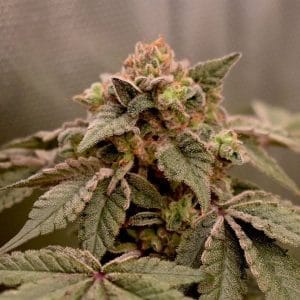 Banana Kush Mints