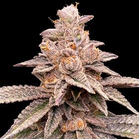 Banana Latte by G13 Labs Seeds – Indica-heavy – High Yielding – Cerebral – image 1 – Seed City