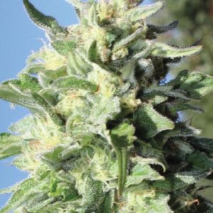 Banana Mango by Humboldt Seed Company – Sativa Dominant – Indoor – Feminized – image 1 – Seed City