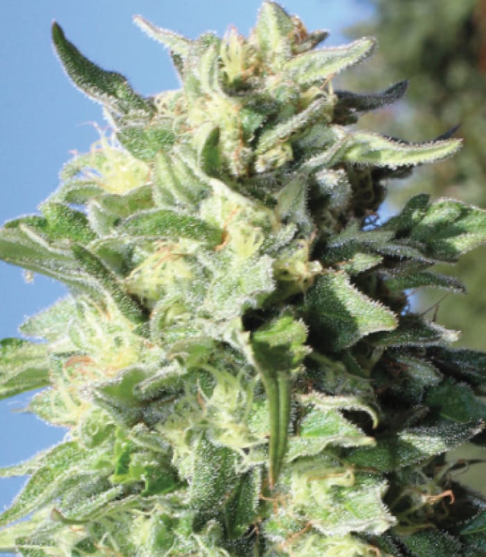 Banana Mango by Humboldt Seed Company – Sativa Dominant – Indoor – Feminized – image 1 – Seed City