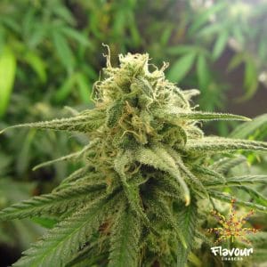 Image 1 of Banana OG cannabis by Flavour Chasers – Indica-heavy – Insomnia – Outdoor cultivation – Seed City