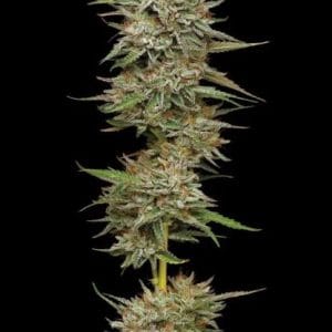 Banana OG by Humboldt Seed Company – Gassy – Super Strength – Beginning of October – image 1 – Seed City