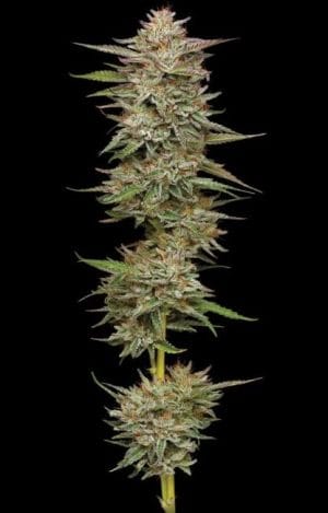 Banana OG