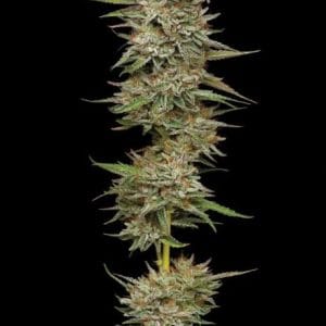 Image 1 of Banana OG Auto cannabis by Humboldt Seed Company – Auto-Flowering – Gassy – Uplifting – Seed City