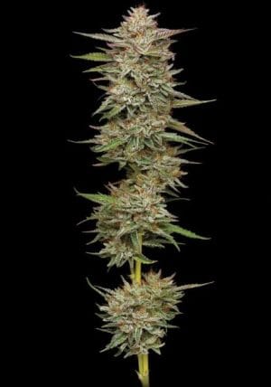 Banana OG Auto