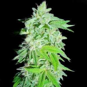 Banana Oreoz