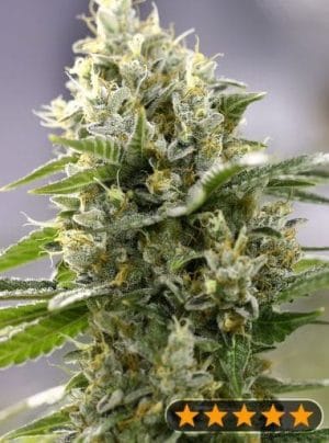 Banana Punch