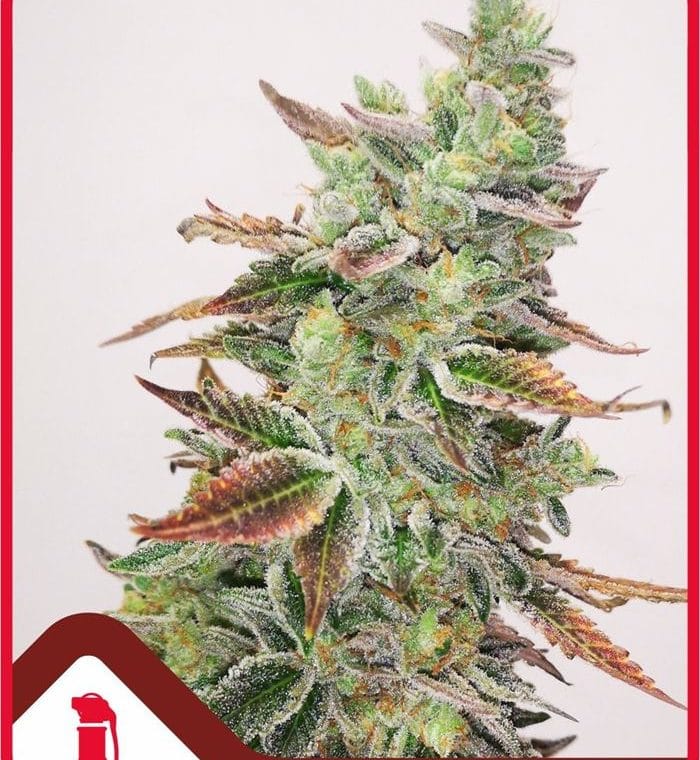 Banana Purp cannabis seeds – The End of October – Female seeds – 12/12 Photoperiod – image 1 from Seed City