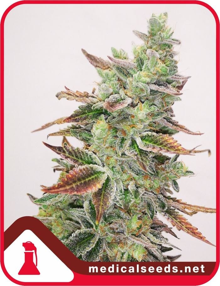 Banana Purp cannabis seeds – The End of October – Female seeds – 12/12 Photoperiod – image 1 from Seed City