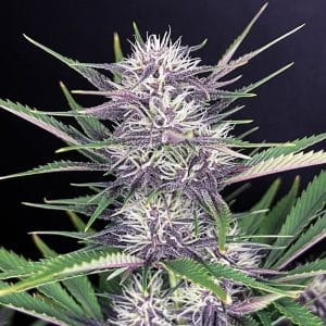 Banana Purple Punch Auto from FastBuds