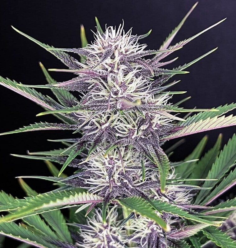 Banana Purple Punch Auto from FastBuds