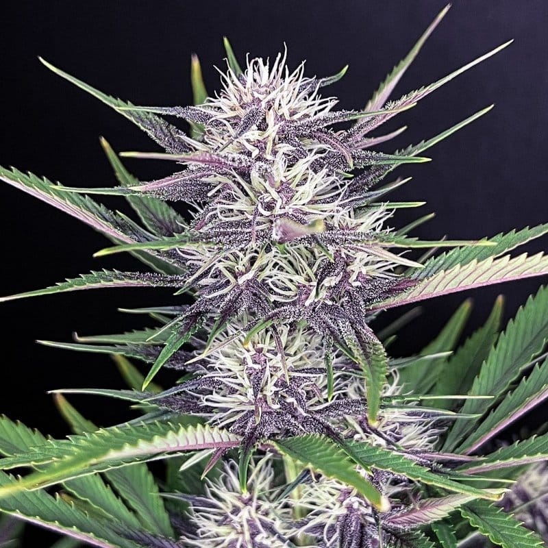 Banana Purple Punch Auto from FastBuds