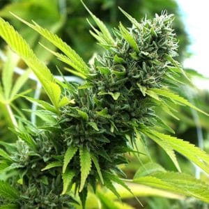 Fruity – Indica-heavy – Female seeds – Banana Sapphire strain – image 1 – from Humboldt Seed Organisation via Seed City