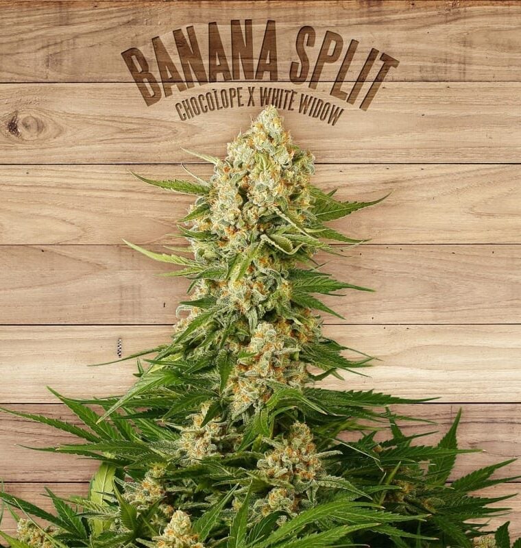 Banana Split from The Plant Organic Seeds