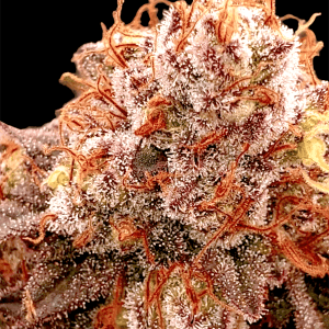 Banana Split Auto cannabis seeds – Large yield – Female seeds – Suited for indoor growing – image 1 from Seed City
