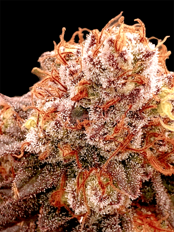 Banana Split Auto cannabis seeds – Large yield – Female seeds – Suited for indoor growing – image 1 from Seed City