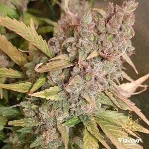 Banana Zkittlez