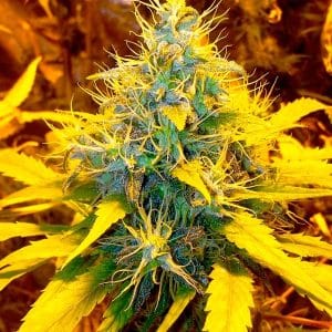 Banana Kush from BSB Genetics