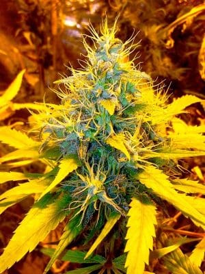 Banana Kush