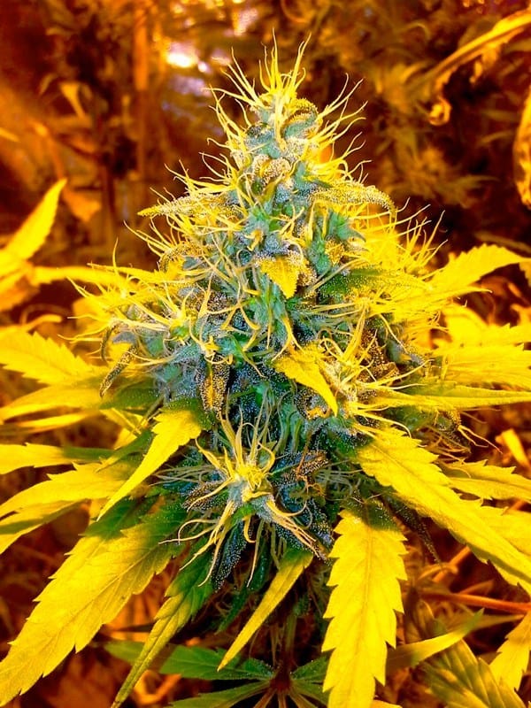 Banana Kush 大麻の種子 | BSB Genetics | Seed City