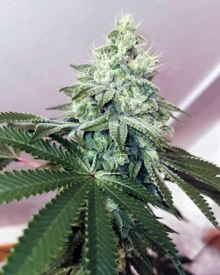 Banger Glue cannabis seeds – 50% Indica/50% Sativa – 12/12 Photoperiod – Female seeds – image 1 from Seed City
