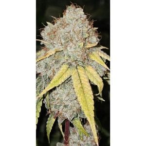 Banger Glue x Melon