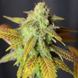 Image 1 of Barbarella cannabis by House of the Great Gardener – 12/12 Photoperiod – Dairy – Indoor-friendly – Seed City