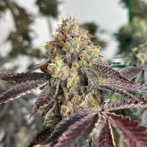 Basil Smash from The Plug Seedbank