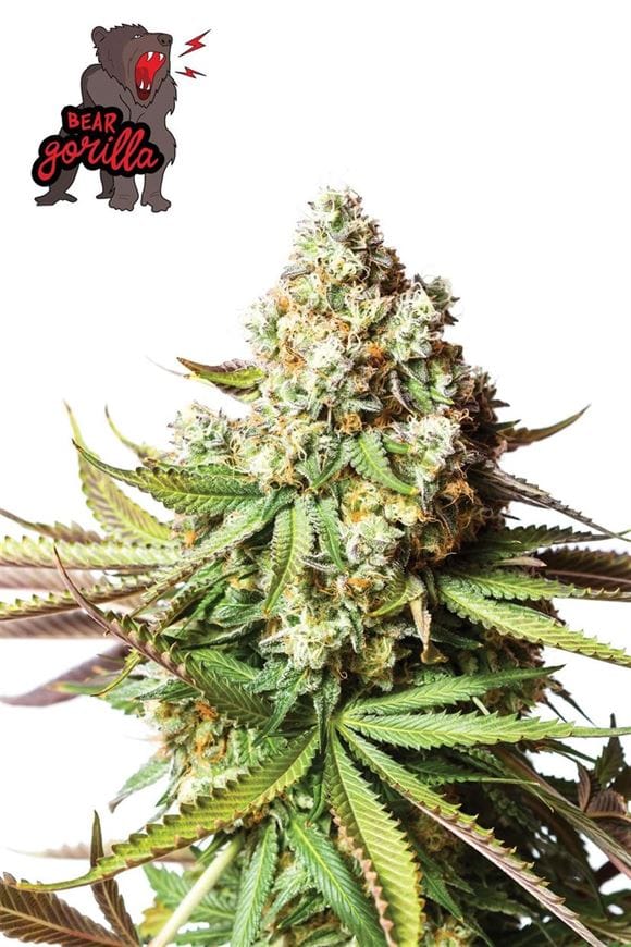 Bear Gorilla cannabis seeds – Suited for indoor growing – Relaxing – Guaranteed female plants – image 1 from Seed City